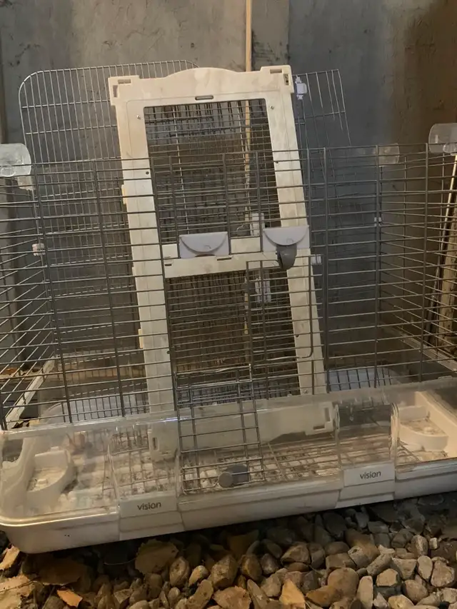 3 Loving Conure Birds