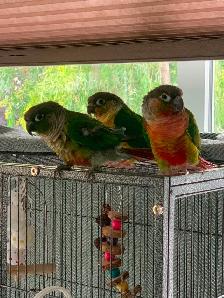 3 Loving Conure Birds - Photo 5