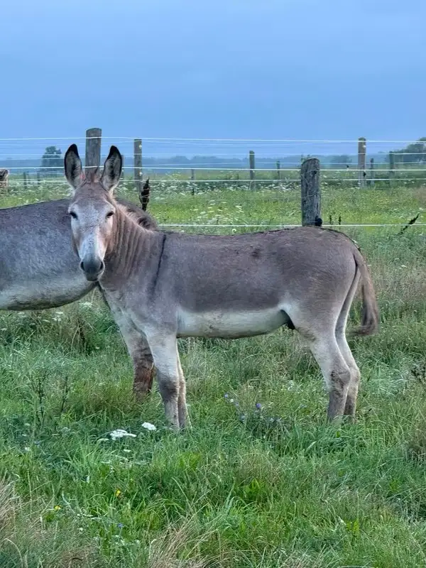 mules and donkeys available