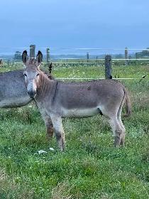mules and donkeys available