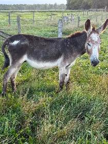 mules and donkeys available - Photo 2