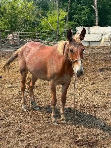 mules and donkeys available - Photo 3