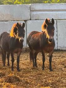 mules and donkeys available - Photo 4