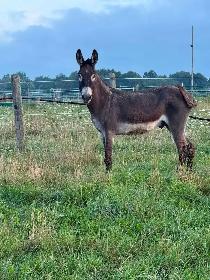 mules and donkeys available - Photo 5