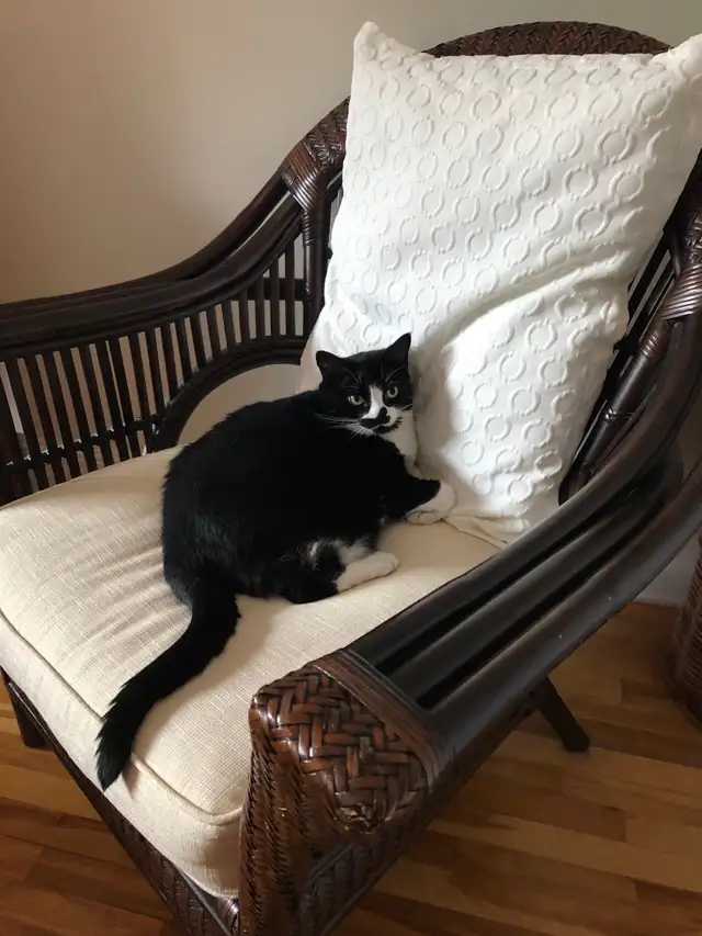 Petite chatte à donner — cherche famille aimante