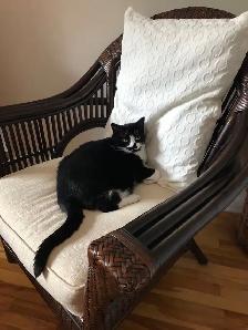 Petite chatte à donner — cherche famille aimante
