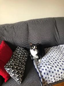 Petite chatte à donner — cherche famille aimante - Photo 2