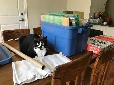 Petite chatte à donner — cherche famille aimante - Photo 3