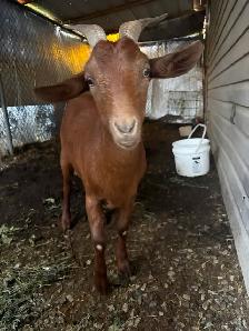 goats for sale