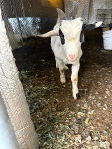 goats for sale - Photo 2
