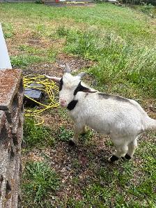 goats for sale - Photo 3