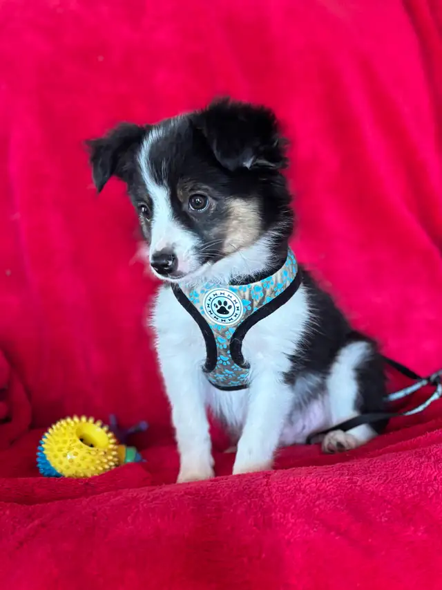 mini / toy australian shepard puppies