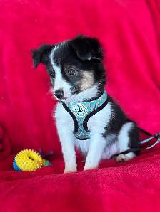 mini / toy australian shepard puppies