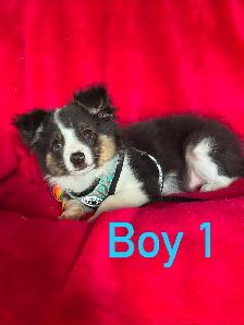 mini / toy australian shepard puppies - Photo 2