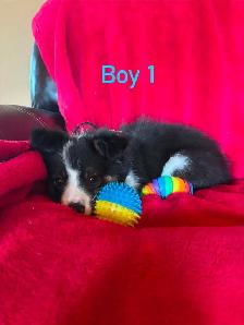 mini / toy australian shepard puppies - Photo 3
