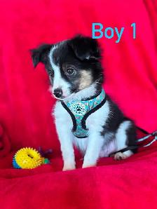 mini / toy australian shepard puppies - Photo 4