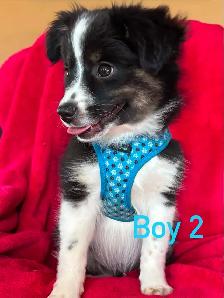 mini / toy australian shepard puppies - Photo 5