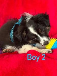 mini / toy australian shepard puppies - Photo 6
