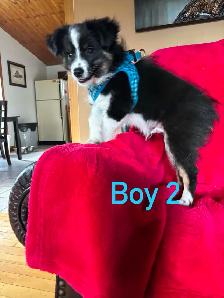 mini / toy australian shepard puppies - Photo 7