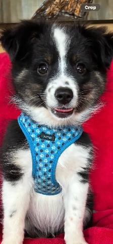 mini / toy australian shepard puppies - Photo 8