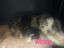 mini / toy australian shepard puppies - Photo 9