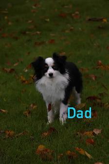 mini / toy australian shepard puppies - Photo 10