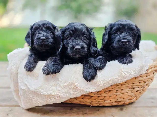 F1 Cavapoo puppies ~ 3 left!