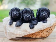 F1 Cavapoo puppies ~ 3 left!