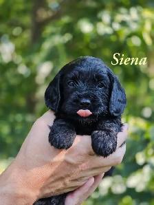 F1 Cavapoo puppies ~ 3 left! - Photo 2