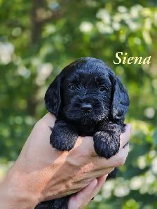F1 Cavapoo puppies ~ 3 left! - Photo 3