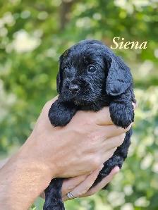 F1 Cavapoo puppies ~ 3 left! - Photo 4