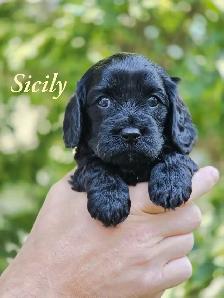 F1 Cavapoo puppies ~ 3 left! - Photo 5