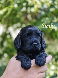F1 Cavapoo puppies ~ 3 left! - Photo 6