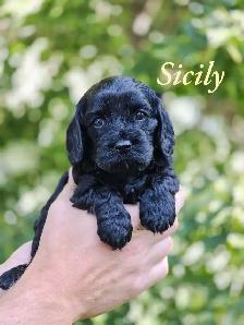 F1 Cavapoo puppies ~ 3 left! - Photo 7