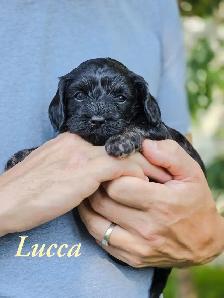 F1 Cavapoo puppies ~ 3 left! - Photo 8
