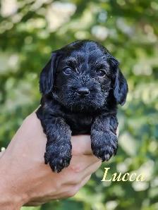 F1 Cavapoo puppies ~ 3 left! - Photo 9