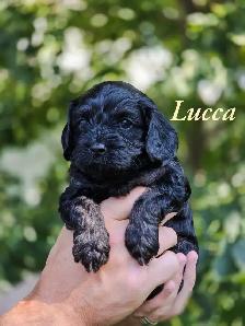 F1 Cavapoo puppies ~ 3 left! - Photo 10