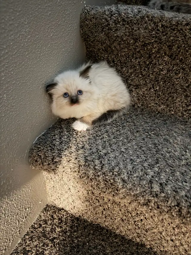 Adorable Ragdoll Kittens