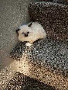 Adorable Ragdoll Kittens