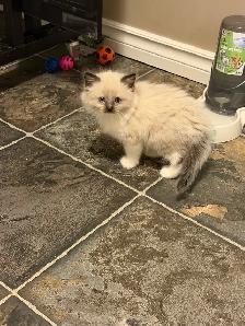Adorable Ragdoll Kittens - Photo 2