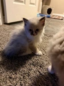 Adorable Ragdoll Kittens - Photo 3