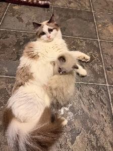 Adorable Ragdoll Kittens - Photo 4
