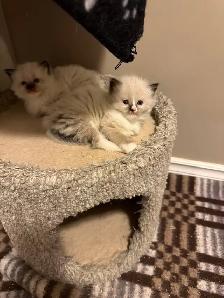 Adorable Ragdoll Kittens - Photo 5