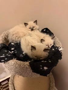 Adorable Ragdoll Kittens - Photo 6