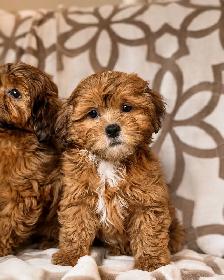 shihpoo puppy (shih tzu x toy poodle) chiot