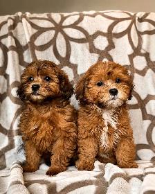 shihpoo puppy (shih tzu x toy poodle) chiot - Photo 3