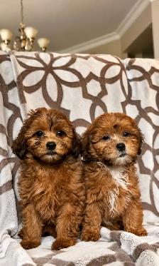 shihpoo puppy (shih tzu x toy poodle) chiot - Photo 4