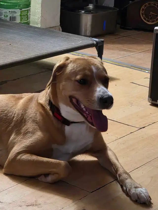 A Sweetheart of a dog
