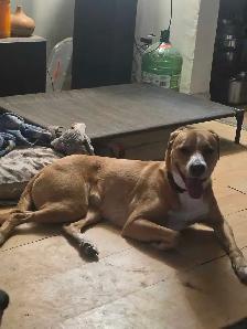 A Sweetheart of a dog - Photo 2