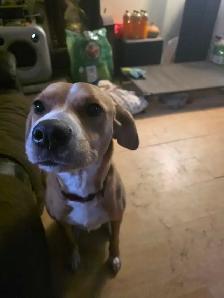 A Sweetheart of a dog - Photo 3